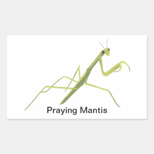 Het Schilderen van het Insect van bidsprinkhanen Rechthoekige Sticker