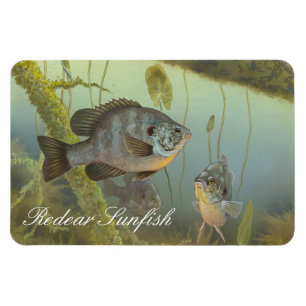 Het Schilderen van Sunfish van Redear Magneet