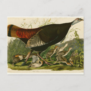 Het schilderen van vochtige vogels in Turkije Briefkaart