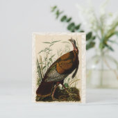 Het schilderen van vochtige vogels in Turkije Briefkaart (Staand voorkant)