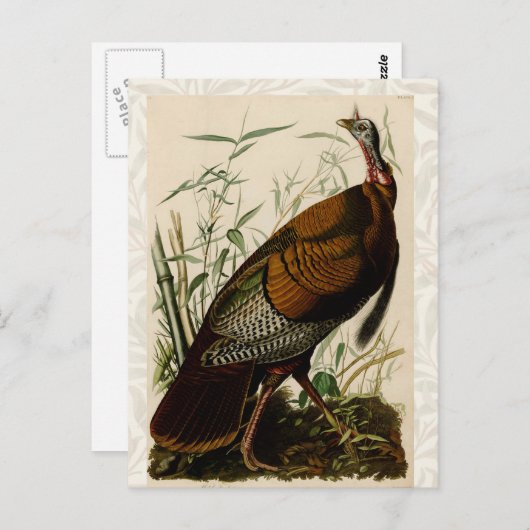 Het schilderen van vochtige vogels in Turkije Briefkaart (Voorkant / Achterkant)