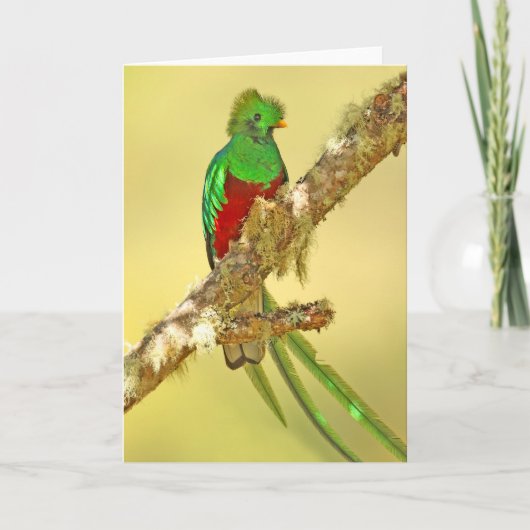 Het schitterende mannetje van Quetzal Kaart (Voorkant)