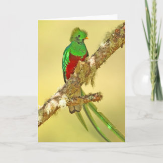Het schitterende mannetje van Quetzal Kaart