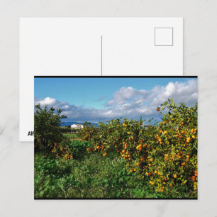 Het schuurhuis door de sinaasappelhagen briefkaart