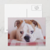 Het schuwe Engelse Puppy van de Buldog Briefkaart (Voorkant / Achterkant)