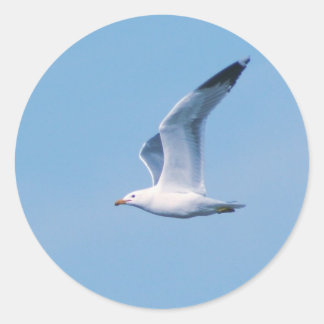 Het Seagull Collectie Ronde Sticker
