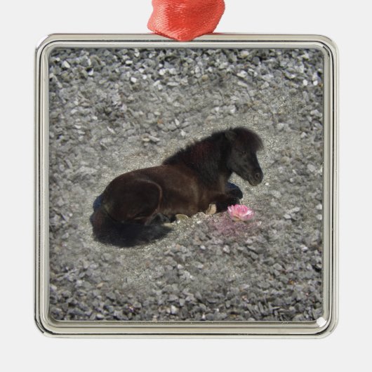 het shetty dier van het paardenpony minihorse metalen ornament (Voorkant)