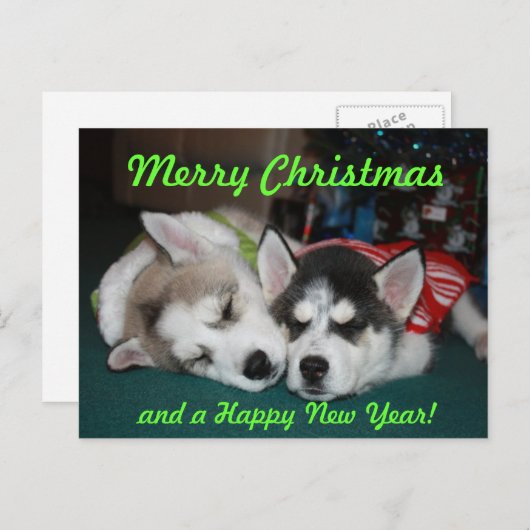 Het Siberische Schor Briefkaart van het Puppy (Voorkant / Achterkant)