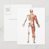 Het skelet en het spierstelsel van de mens briefkaart (Voorkant / Achterkant)