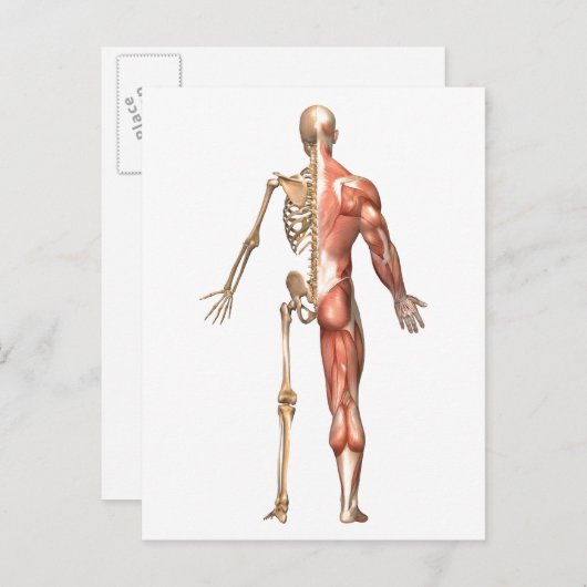 Het skelet en het spierstelsel van de mens briefkaart (Voorkant / Achterkant)