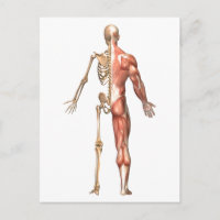 Het skelet en het spierstelsel van de mens