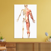 Het skelet en het spierstelsel van de mens canvas afdruk (Insitu (Woonkamer))
