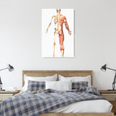 Het skelet en het spierstelsel van de mens canvas afdruk (Insitu (Slaapkamer))