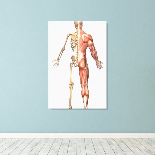 Het skelet en het spierstelsel van de mens canvas afdruk (Insitu (Houten vloer))