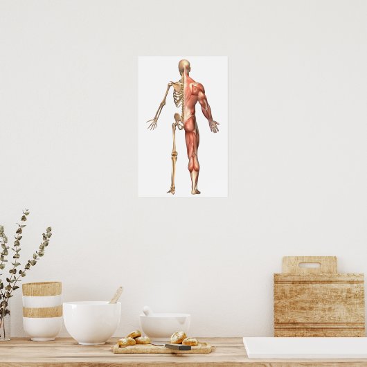 Het skelet en het spierstelsel van de mens poster (Keuken)