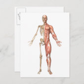 Het skelet van de mens en het spierstelsel aan de  briefkaart (Voorkant / Achterkant)