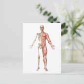 Het skelet van de mens en het spierstelsel aan de  briefkaart (Staand voorkant)