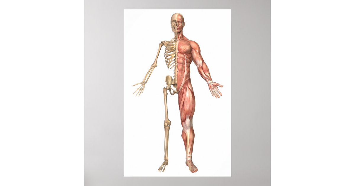 Het skelet van de mens en het spierstelsel aan de poster Zazzle.nl Het skelet van de mens en het spierstelsel aan de poster Zazzle.nl