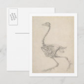 Het Skelet van een Fowl, uit de reeks "A Compara Briefkaart (Voorkant / Achterkant)