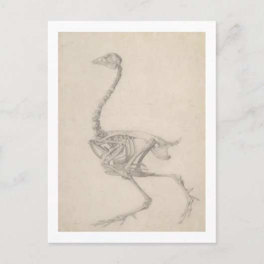 Het Skelet van een Fowl, uit de reeks "A Compara Briefkaart (Voorkant)