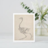 Het Skelet van een Fowl, uit de reeks "A Compara Briefkaart (Staand voorkant)