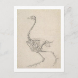 Het Skelet van een Fowl, uit de reeks "A Compara Briefkaart