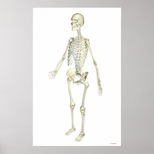 Het skeletsysteem poster