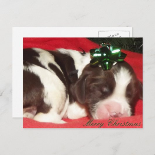 Het slaap Engelse Puppy van Kerstmis van het Feestdagenkaart (Voorkant / Achterkant)