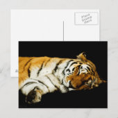 Het Slaapse Amur Briefkaart (Voorkant / Achterkant)