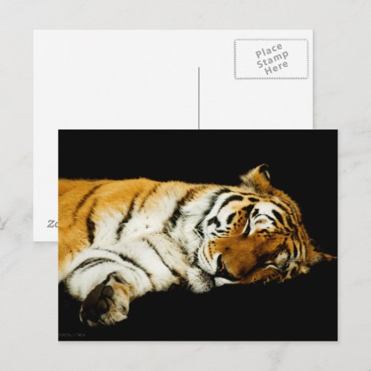 Het Slaapse Amur Briefkaart (Voorkant / Achterkant)