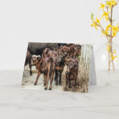 Het Slachtvee van Angus Kalft Leeg Wenskaart Kaart (Gele Bloem)