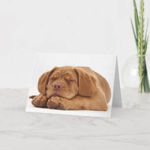 Het slaperige Franse Puppy van de Mastiff Feestdagen Kaart