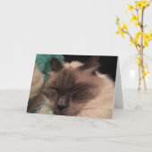 Het slaperige Wenskaart van de Kat (landschap) Kaart (Gele Bloem)