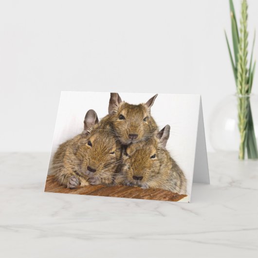 Het sluimeren Trio Degu Kaart (Voorkant)