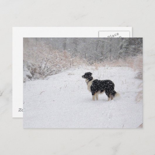 Het sneeuw Briefkaart van Border collie (Voorkant / Achterkant)