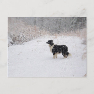 Het sneeuw Briefkaart van Border collie