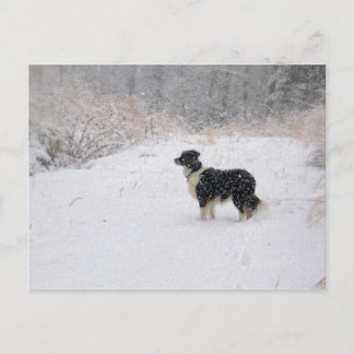 Het sneeuw Briefkaart van Border collie