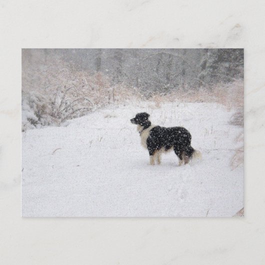 Het sneeuw Briefkaart van Border collie (Voorkant)