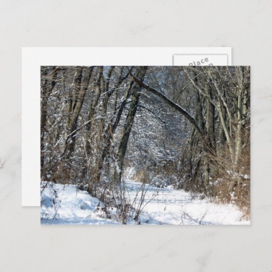 Het sneeuw Briefkaart van het Bos (Voorkant / Achterkant)