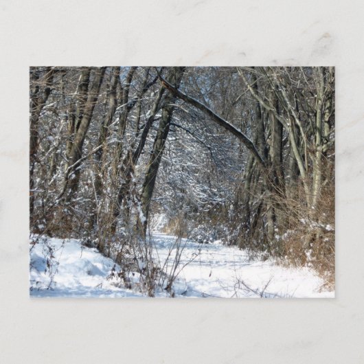 Het sneeuw Briefkaart van het Bos (Voorkant)