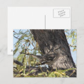 Het Solitaire Briefkaart van Townsend (Voorkant / Achterkant)