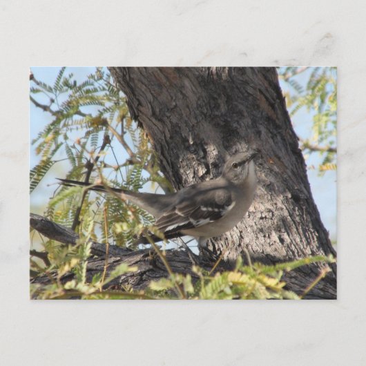 Het Solitaire Briefkaart van Townsend (Voorkant)