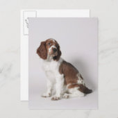 Het spaniel van de aanzetsteen briefkaart (Voorkant / Achterkant)