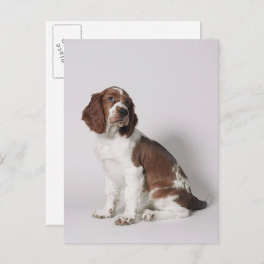 Het spaniel van de aanzetsteen briefkaart (Voorkant / Achterkant)