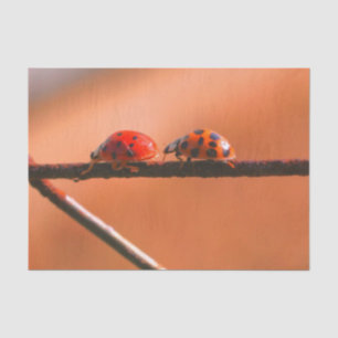 Het spel Ladybugs volgt de Leider- Decoupage Tissuepapier