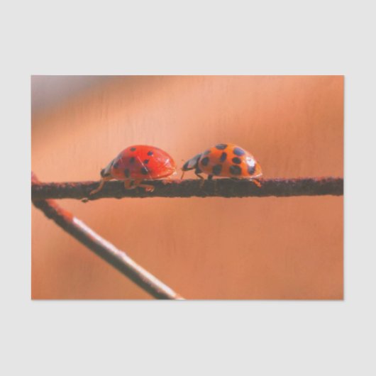 Het spel Ladybugs volgt de Leider- Decoupage Tissuepapier (Voorkant)