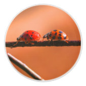 Het spel Ladybugs volgt de Leider dicht Keramische Knop (Voorkant)
