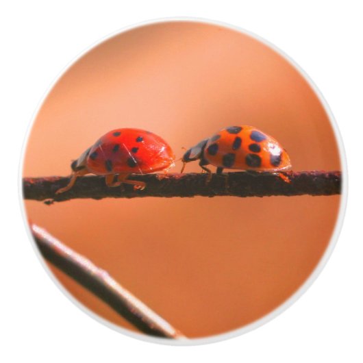 Het spel Ladybugs volgt de Leider dicht Keramische Knop (Voorkant)