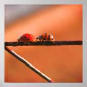 Het spel Ladybugs volgt de Leider dicht Poster (Voorkant)