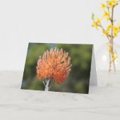 Het speldenkussenprotea van de raket kaart (Gele Bloem)